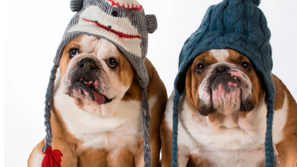 Cinco cuidados essenciais com seu pet no inverno