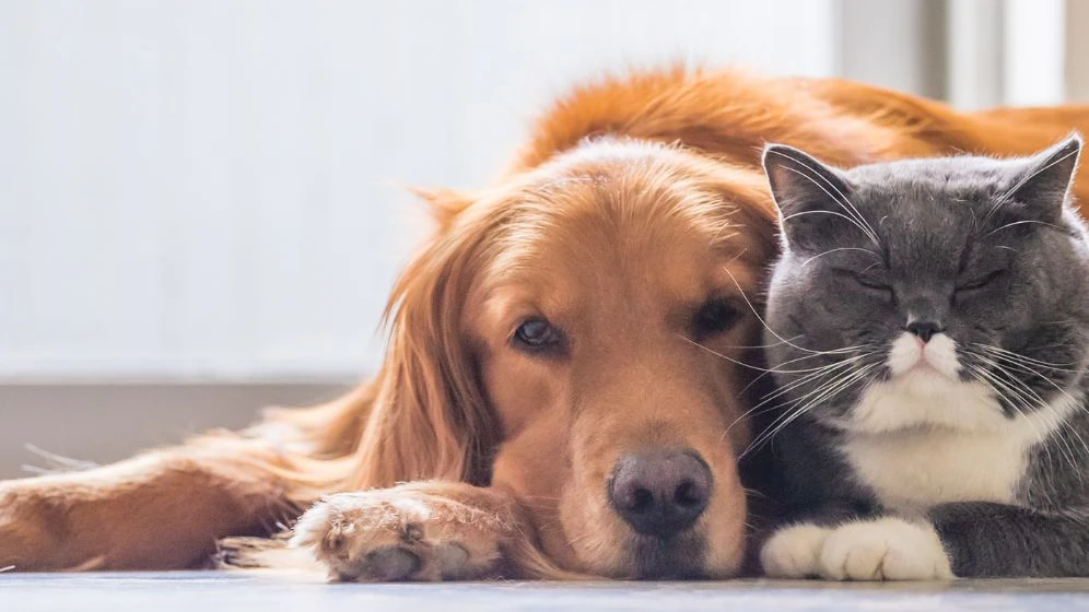 Outubro Rosa: A Importância da Prevenção do Câncer em Nossos Pets.