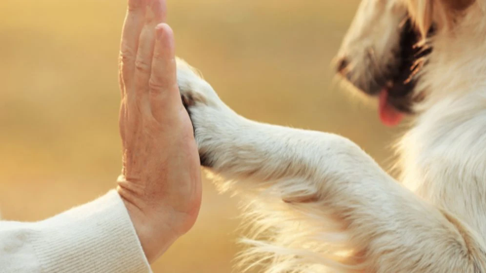 Cuidado paliativo em pets: cuidando com amor até o fim!