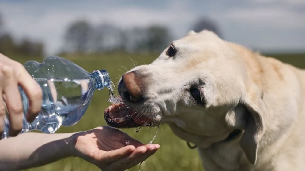 A Importância da Hidratação para Cães e Gatos: Como Garantir que seu Pet Está Bebendo Água Suficiente