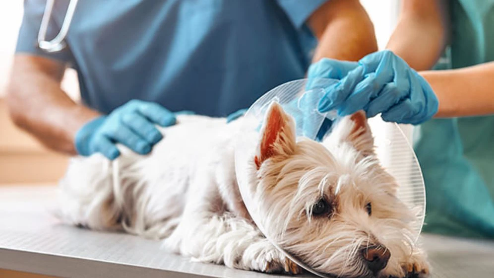 Desvendando as Doenças Prostáticas em Cães: Sinais, Sintomas e Cuidados