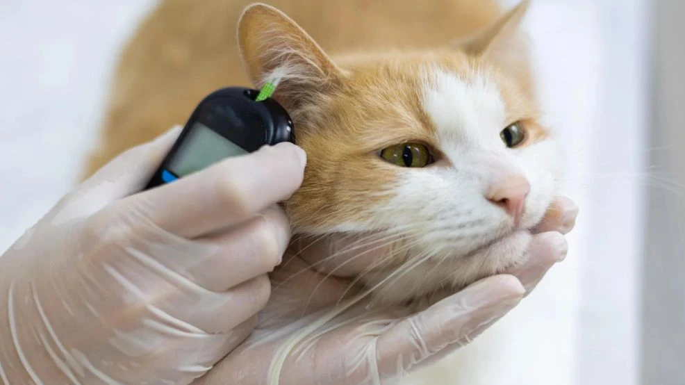 Dia Mundial do Diabetes: Conscientização e Cuidados para Animais de Companhia