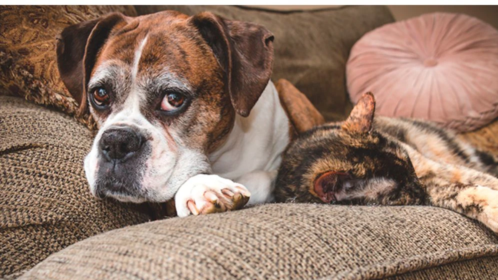 Sinais de alerta para câncer em cães e gatos