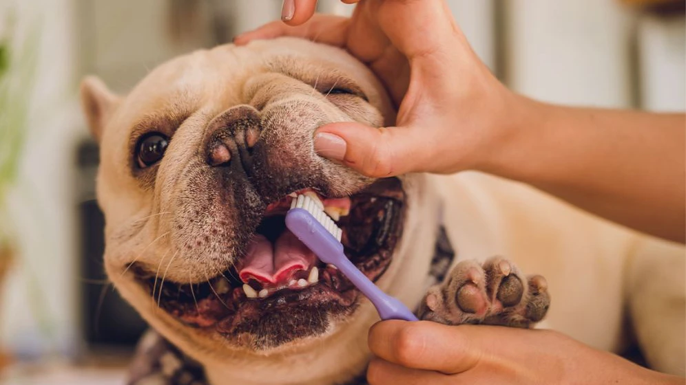 Importância da Higiene Bucal para Cães e Gatos