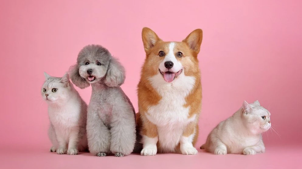 Outubro Rosa Pet: por que essa campanha também é importante para cães e gatos