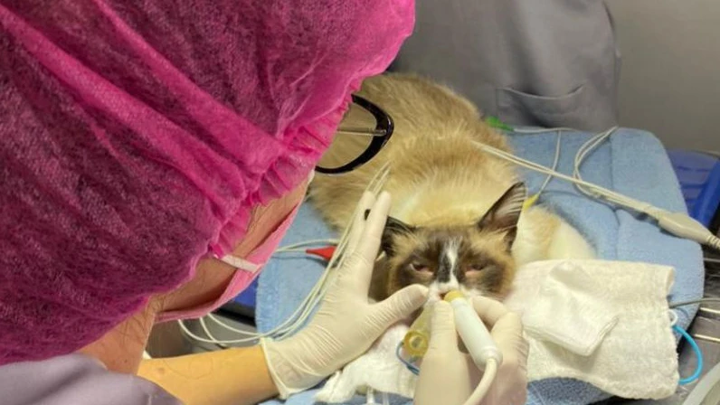 O que é eletroquimioterapia e quando ela é indicada?