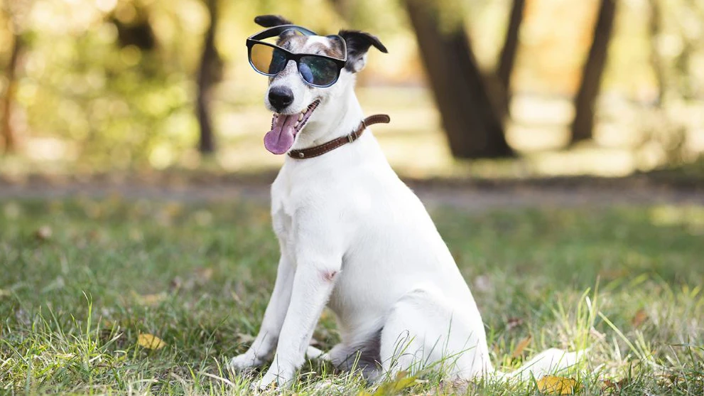 Como Proteger Seu Animal de Estimação do Câncer de Pele